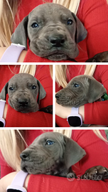 Cucciolo di Alano Blu