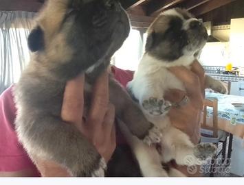 Cuccioli di Akita americano