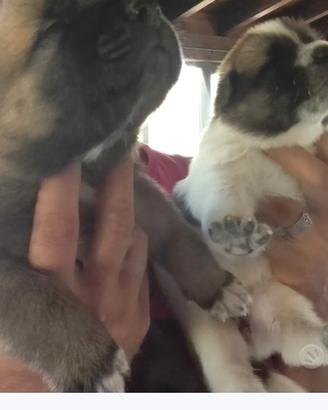Cuccioli di Akita americano