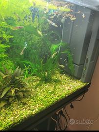 Guppy e endler