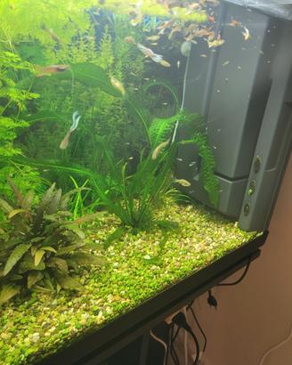 Guppy e endler