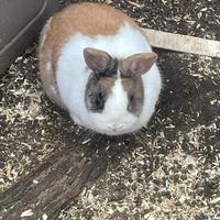 Coniglietto sterilizzato