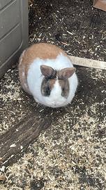 Coniglietto sterilizzato