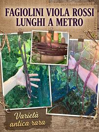 Fagiolini lunghi viola a metro