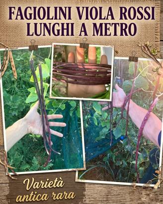 Fagiolini lunghi viola a metro