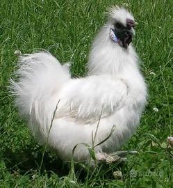 Galletti moroseta