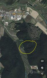 Appezzamento di bosco ceduo in zona Fauglia,Pisa