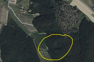 Appezzamento di bosco ceduo in zona Fauglia,Pisa