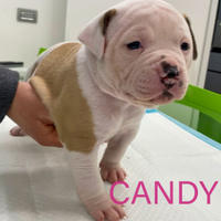 American bulldog cuccioli