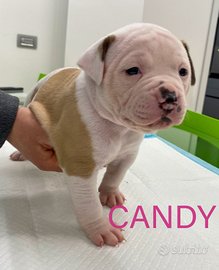 American bulldog cuccioli