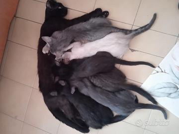 Gattini