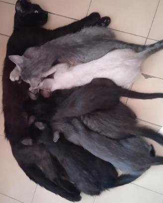 Gattini