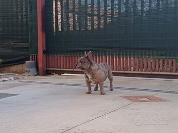 Bulldog francese per monta