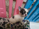 Chihuahua mini