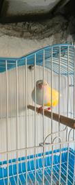 Diamante del gould