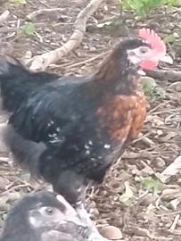 Marans