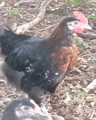 Marans