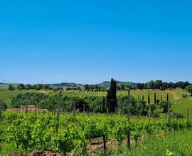 Tenuta agricola vitivinicola Cinigiano Grosseto