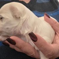 Cuccioli di cane maltese