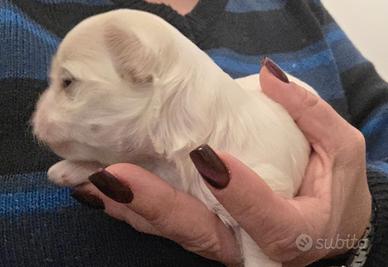 Cuccioli di cane maltese
