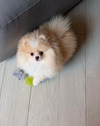 Spitz Di Pomerania Mini