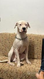 dogo argentino