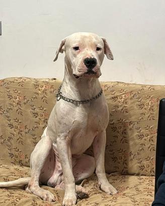 dogo argentino