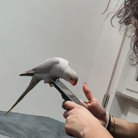 Parrocchetti dal collare