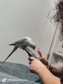 Parrocchetti dal collare