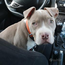 American Pitbull Terrier