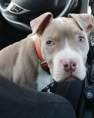 American Pitbull Terrier