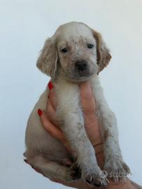 Cucciolo Setter Inglese