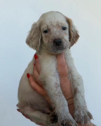 Cucciolo Setter Inglese