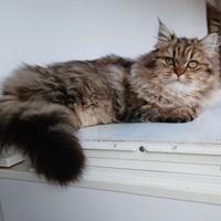 Gattina persiana/Chinchilla