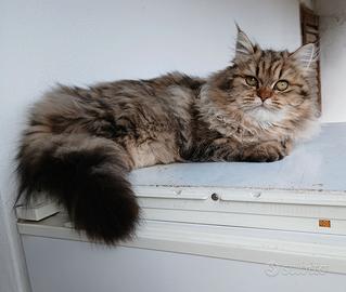 Gattina persiana/Chinchilla