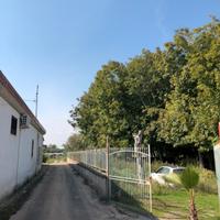 Alberi