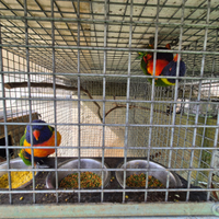 Coppie lori arcobaleno