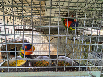 Coppie lori arcobaleno