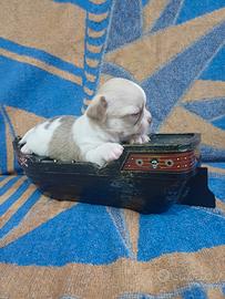 cuccioli chihuahua 