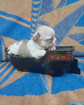 cuccioli chihuahua 