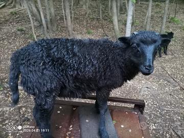 Agnello