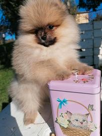 Cuccioli di spitz con pedigree enci