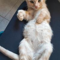 Gattini in adozione