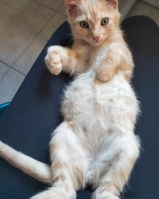 Gattini in adozione