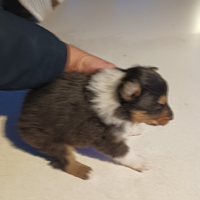 Collie