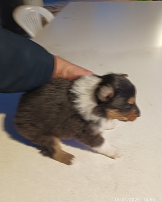 Collie