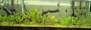 Acquario 100 cm quasi regalato