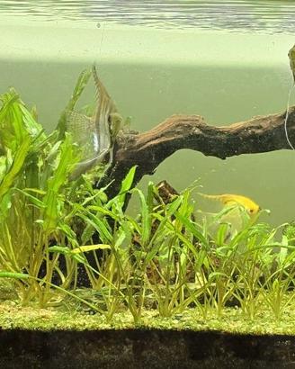 Acquario 100 cm quasi regalato