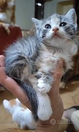 Cucciola gatto siberiano tricolore