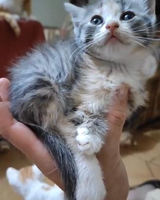 Cucciola gatto siberiano tricolore